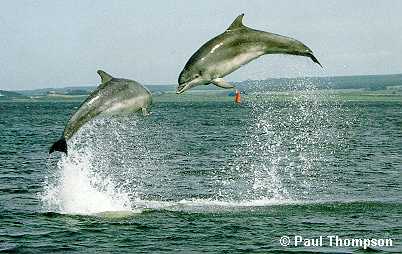 Deux grands dauphins